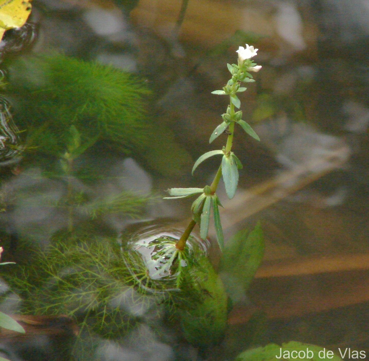 Limnophila heterophylla (Roxb.) Benth.